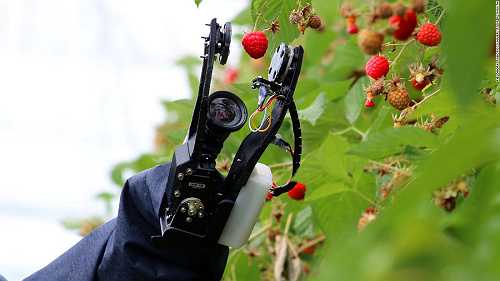 Why robots will soon be picking soft fruits and salad