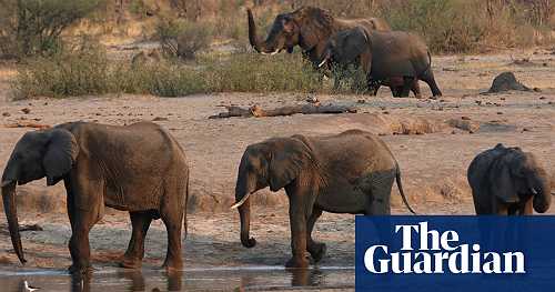 Zimbabwe investigates mysterious death of 11 elephants