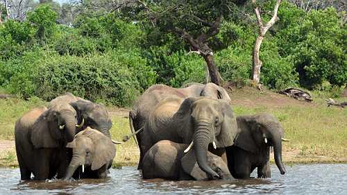 Nearly 90 Elephants Found Dead Near Botswana Sanctuary, Killed By Poachers