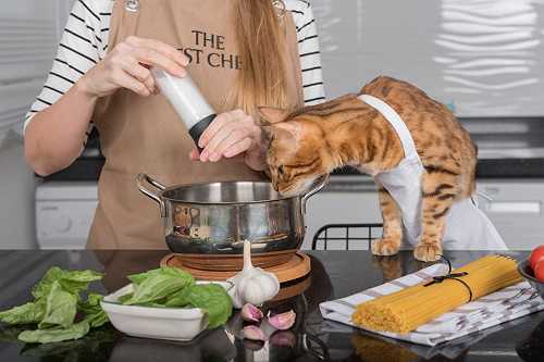 Cat Hair Cuisine! Funniest, Wildest & Pettiest Office Potluck Tweets (2024 Edition)