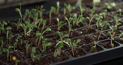 Martha Stewart on seed starting