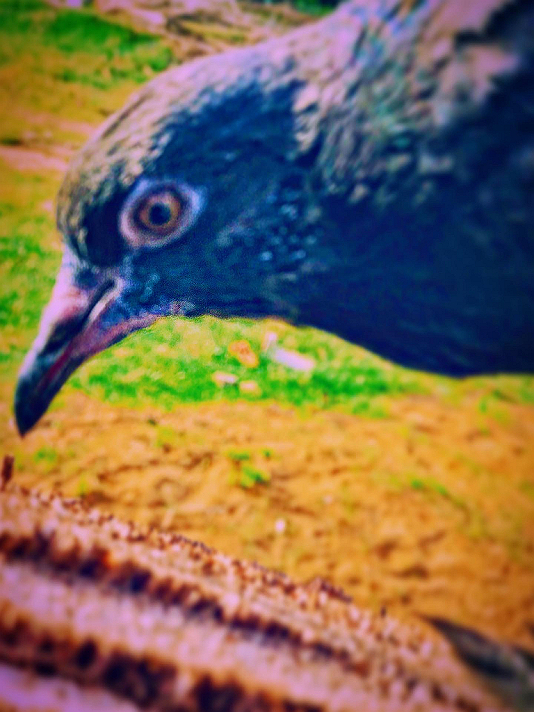 #NatureLovers #WildlifePhotography #BeautifulCreatures #EarthAesthetics #PeacefulNature #InTheWild...