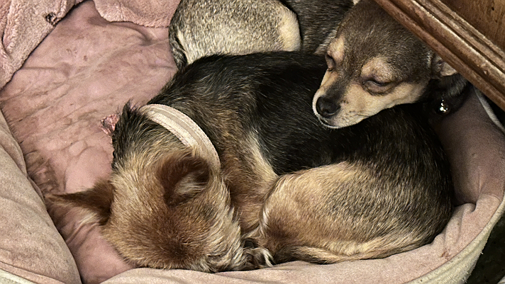 He really loves Venus, all 3lbs 27oz of him.#Dogs #Sleeping #Cuties