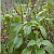 Post: Scent leave and its benefits Amazing Health Benefits of Scent Leaves (Ocimum gratissimum)...