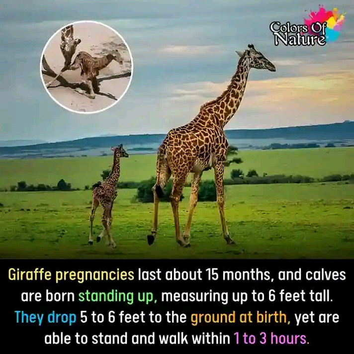 This is interesting Information. Also quite educational.