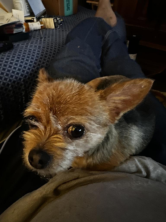 Venus past during pup birth. The 2 pups that came out were still born. Juanita gave her to me in...