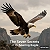 Post: The Seven Secrets of the Soaring Eagle