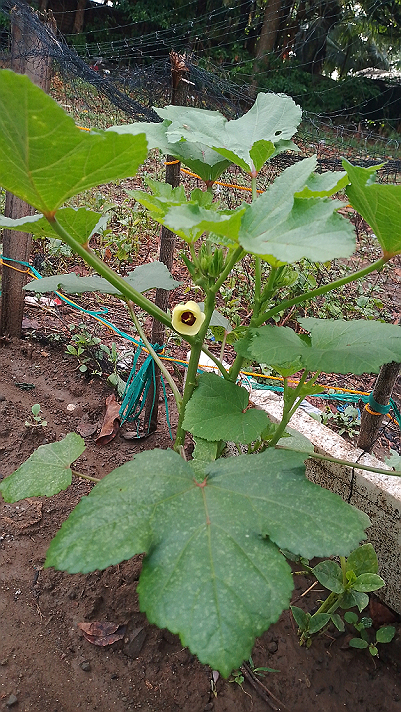 This is an okra.. my garden #Featured